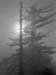Two trees, one dead